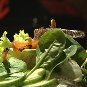 Kulinarisches Krabbeln Kulinarisches Krabbeln