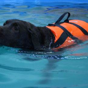 Hundeschwimmen als Abspeck-Kur: Ach, du dicker Hund! Hundeschwimmen als Abspeck-Kur: Ach, du dicker Hund!