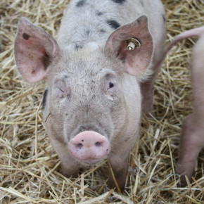 Warum bringen Schweine Glück? Warum bringen Schweine Glück?